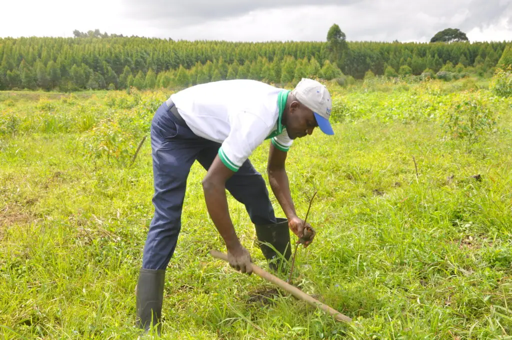 Tree planting Kisita Kopie